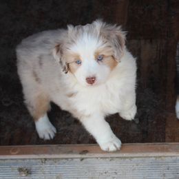 Miniature American Shepherd Puppies from Brunskills Mini Americans