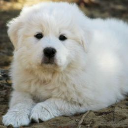 Great Pyrenees Puppies from Prospect Pyrenees