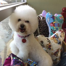Brooklyn - Bichon Frise