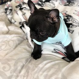 French Bulldog Puppies from Bouledogue Royal