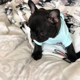 French Bulldog Puppies from Bouledogue Royal