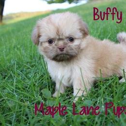 Maple Lane Pups breeder of Shih Tzu