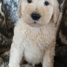 Goldendoodle and Labradoodle Puppies from Highland Sunrise Academy Stable and Kennel