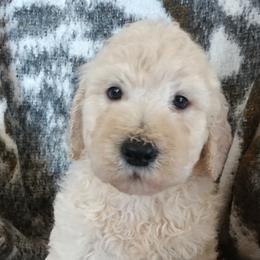 Goldendoodle and Labradoodle Puppies from Highland Sunrise Academy Stable and Kennel