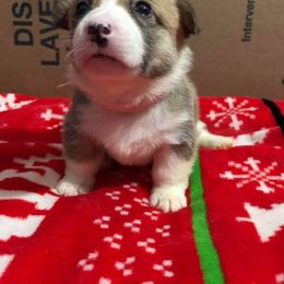 Pembroke Welsh Corgi Puppies from Carol's AKC Corgis