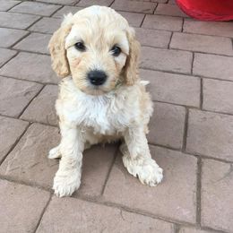 Labradoodle Puppies from Auburn Sky Labradoodles