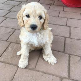 Labradoodle Puppies from Auburn Sky Labradoodles