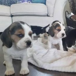 Beagle and Soft Coated Wheaten Terrier Puppies from Blueprint Beagles