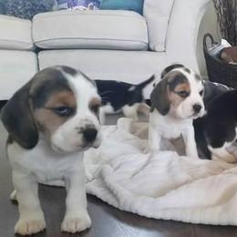 Beagle and Soft Coated Wheaten Terrier Puppies from Blueprint Beagles