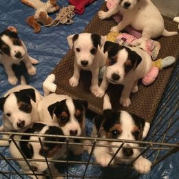 Jack Russell Terrier Puppies from SeaDog Jack Russell Terriers