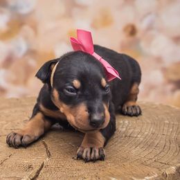 Doberman Pinscher Puppies from Akc Dobermans puppies by Serena