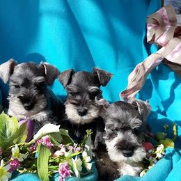 Golden Retriever and Miniature Schnauzer Puppies from Mervar Kennel