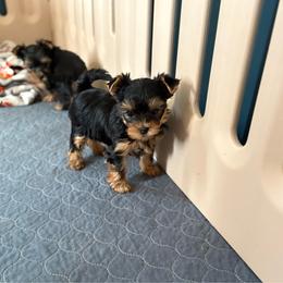Pink Collar - Blue and gold female Yorkshire Terrier puppy in York County, Pennsylvania from Diamond in a Rough Yorkies