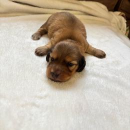Boy 1 - Red male Dachshund puppy in Randolph, Mississippi from Barnes Family Kennel