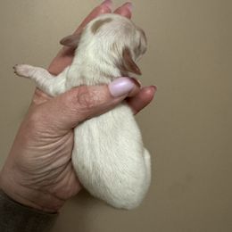 Tangelo - Piebald male Dachshund puppy in Knoxville, Tennessee from East TN Dachshunds