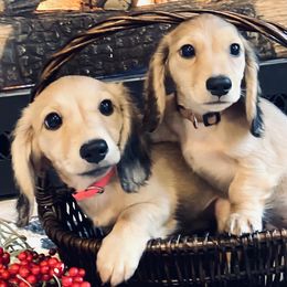 Dachshund puppies from Northwest Dachshunds
