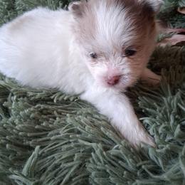 Blue - Cream male Pomeranian puppy in Gaffney, South Carolina from Battlefield Kennels