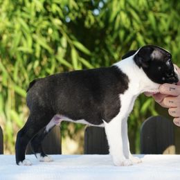 Boston Terrier, Boxer, and French Bulldog Puppies from Azaleas Euro Boxers & Boston Terriers