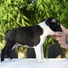 Boston Terrier, Boxer, and French Bulldog Puppies from Azaleas Euro Boxers & Boston Terriers