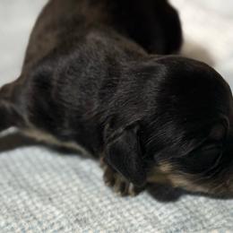 Beau - Black and cream male Dachshund puppy in Salem, Oregon from Longdox Mini Dachshunds