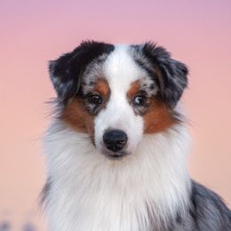 Tokyo - Miniature American Shepherd