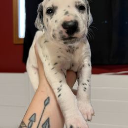 Dalmatian Puppies from Hallmark Dalmatians;