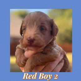 Red boy 2 - Wheaten male Miniature Schnauzer puppy in Pflugerville, Texas from K&K Precious Tx schnauzers