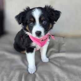 Rush - Black tri female Miniature Australian Shepherd puppy in Riverview, Florida from Kelly Pompeo