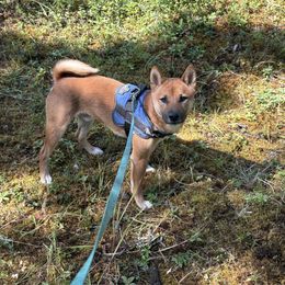 Howard - Red male Shiba Inu puppy in Kenai, Alaska from AKZ Shiba Inus