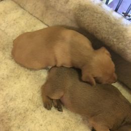 Miniature Pinscher Puppies from RisingStar Miniature Pinschers