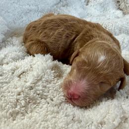 Colt - Apricot male Goldendoodle puppy in Willacoochee, Georgia from Kitandkboodle's Doodles