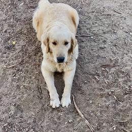 Selene - Golden Retriever