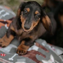 Dachshund Puppies from EntityDachs