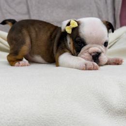 Sassy - Fawn female Bulldog puppy in Everett, Washington from englishbulldogsOK!