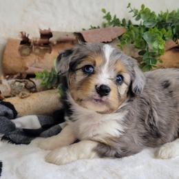 Robin - Blue merle female Aussiedoodle puppy in Missouri from B&M Cottonwood Canines