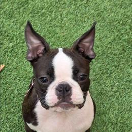 Lexie - Boston Terrier