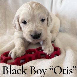 Otis - Light golden male Golden Retriever puppy in Paola, Kansas from Risa’s Goldens