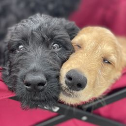 Goldendoodles from KJ Doodles