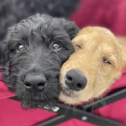 Goldendoodles from KJ Doodles