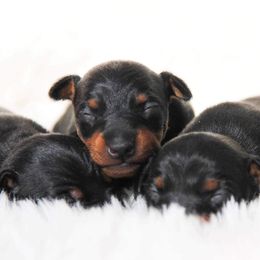 Ibizan Hound and Manchester Terrier Puppies from Dugualla