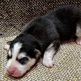 Freya - Black and white female Siberian Husky puppy in Columbus, Nebraska from Happy Howlin' Smokey Mountain Huskies
