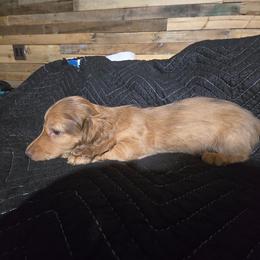 Girl 3 - Cream female Dachshund puppy in Jackson's Gap, Alabama from Lake Martin Doxies