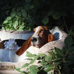 Basset Hounds from A&J's Backyard Bassets