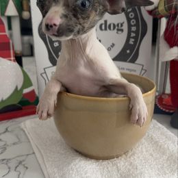 Micro Ms Kogan blue eye 5500 - Blue merle male Chihuahua puppy in Las Vegas, Nevada from Quality Poms Chihuahua Yorkies of Las vegas