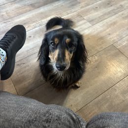 Billy - Dachshund