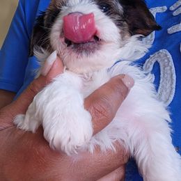Yorkshire Terrier Puppies from Parti Time Yorkies Indy