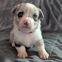 AKC Cardigan Boy 'Bandit - Blue merle and white male Cardigan Welsh Corgi puppy in Tombstone, Arizona from WeVolution Off-Grid