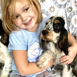 English Cocker Spaniel Puppies from Nonnies Cockers