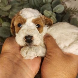 Biscuit - Blenheim male Cavapoo puppy in Roseville, California from Heavenly Goldendoodles