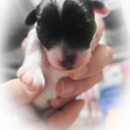 Mal-Shis, Maltese, Maltipoos, and Shih Tzus from Michigan Maltese Puppies